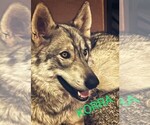 Small Photo #1 Wolf Hybrid Puppy For Sale in LIVERMORE, CO, USA