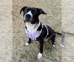 Emmy - Female Mutt Dog for Adoption - Small photo