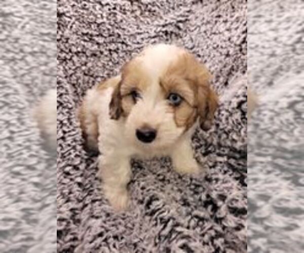 Medium Photo #4 Aussiedoodle Miniature  Puppy For Sale in LEBANON, OR, USA