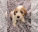 Small Photo #4 Aussiedoodle Miniature  Puppy For Sale in LEBANON, OR, USA