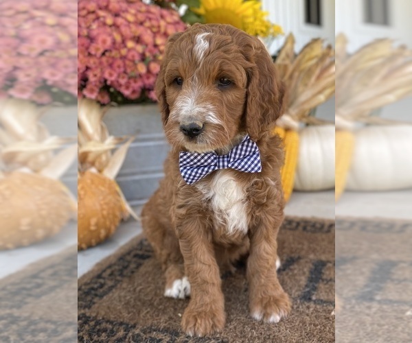 Medium Photo #8 Irish Doodle Puppy For Sale in WOOSTER, OH, USA