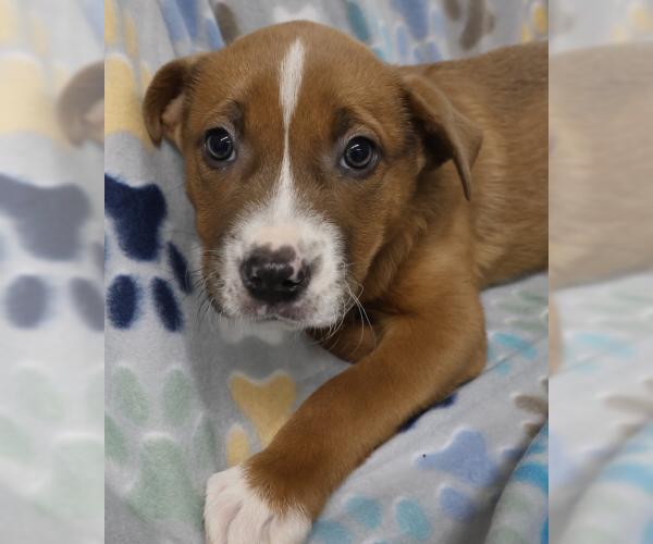 Medium Photo #1 Mutt Puppy For Sale in Thief River Falls, MN, USA