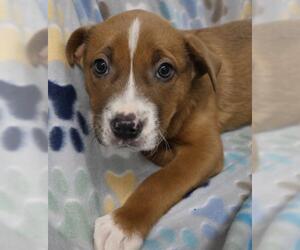 Mutt Dogs for adoption in Thief River Falls, MN, USA