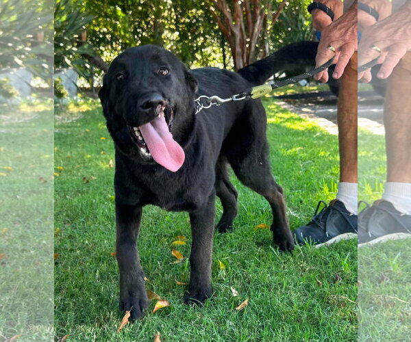 Medium Photo #7 Labrador Retriever-Unknown Mix Puppy For Sale in San Diego, CA, USA