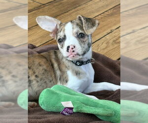 Chihuahua-Unknown Mix Dogs for adoption in Genesee, WI, USA