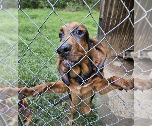 Medium Photo #6 Bloodhound Puppy For Sale in TOCCOA, GA, USA