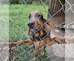 Small #5 Bloodhound