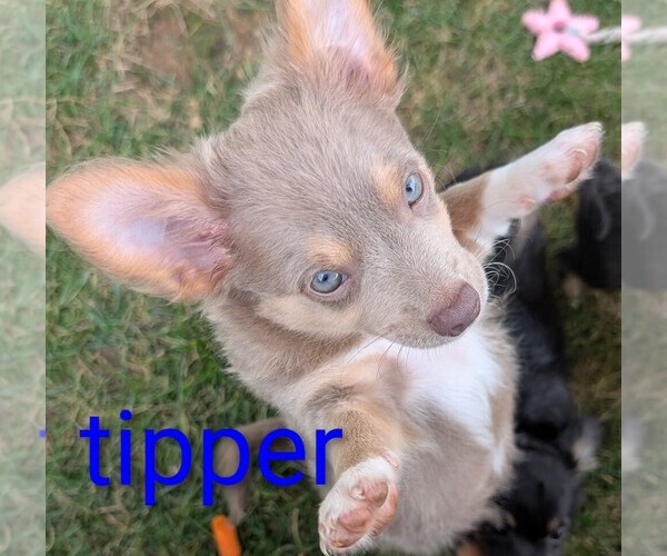 Medium Photo #5 Chihuahua Puppy For Sale in LEBANON, PA, USA