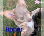 Small Photo #5 Chihuahua Puppy For Sale in LEBANON, PA, USA