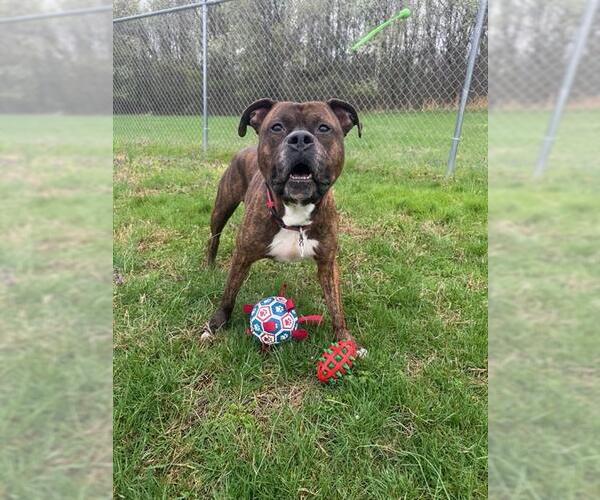 Medium Photo #3 Mutt Puppy For Sale in Forestville, MD, USA