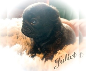 Pug Puppy for sale in DANVILLE, KY, USA