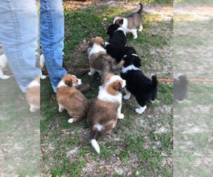 Border Collie Puppy for sale in BURKEVILLE, TX, USA