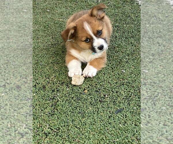 Medium Photo #4 Augi Puppy For Sale in BRIGGSDALE, CO, USA