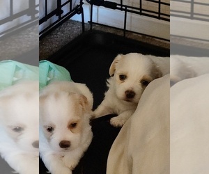 Maltipoo Dogs for adoption in BARSTOW, CA, USA