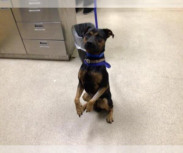 Medium Photo #1 Mutt Puppy For Sale in Riverside, CA, USA