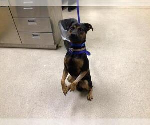 Mutt Dogs for adoption in Riverside, CA, USA