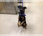 Small Mutt