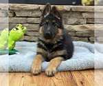 Small Photo #33 German Shepherd Dog Puppy For Sale in LENOIR, NC, USA