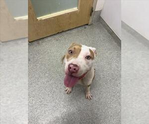 Mutt Dogs for adoption in Fort Collins, CO, USA