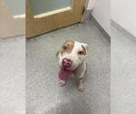 Small Mutt