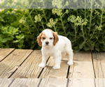 Puppy Daisy Cocker Spaniel