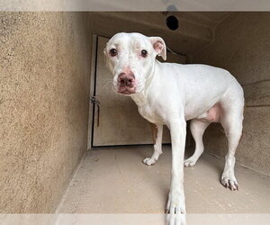 Bulldog-Unknown Mix Dogs for adoption in Oklahoma City, OK, USA