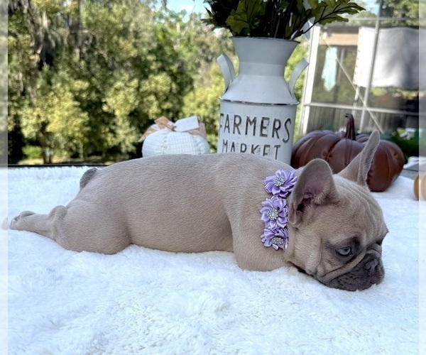 Medium Photo #3 French Bulldog Puppy For Sale in LAKE CITY, FL, USA