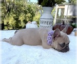 Small #2 French Bulldog