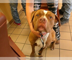 American Staffordshire Terrier Dogs for adoption in Ocala, FL, USA