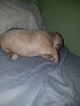 Small Photo #8 American Pit Bull Terrier Puppy For Sale in GRIFFIN, GA, USA