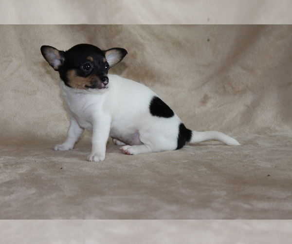 Medium Photo #7 Chihuahua Puppy For Sale in HUDSONVILLE, MI, USA