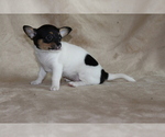 Small #6 Chihuahua