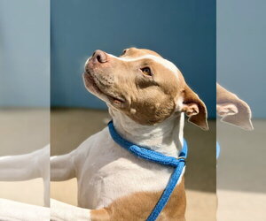 Mutt Dogs for adoption in Jackson , NJ, USA