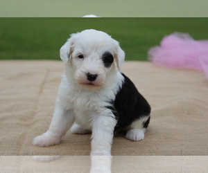 Old English Sheepdog Puppy for sale in FAIR GROVE, MO, USA