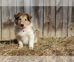 Collie Puppy for sale in KINGSPORT, TN, USA
