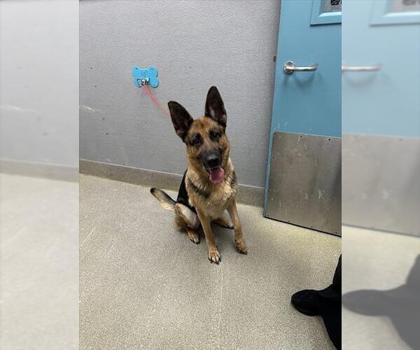 Medium Photo #1 German Shepherd Dog-Unknown Mix Puppy For Sale in Las Vegas, NV, USA