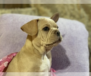 French Bulldog Puppy for sale in EL PASO, TX, USA