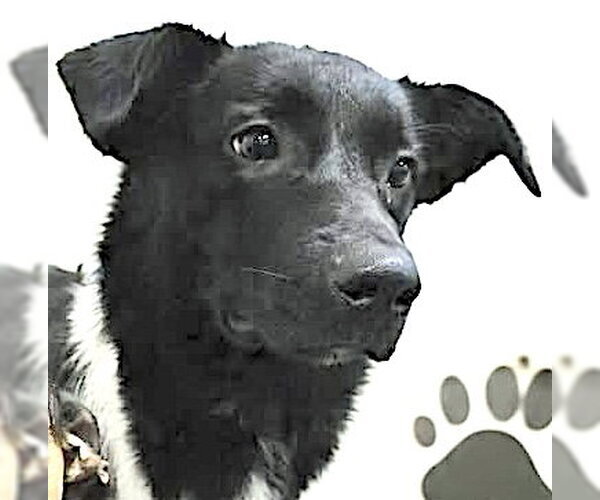 Medium Photo #4 Aussiedor Puppy For Sale in Mount Airy, NC, USA