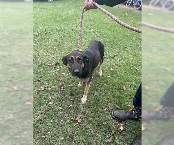 Medium Photo #1 German Shepherd Dog-Unknown Mix Puppy For Sale in Houston, TX, USA