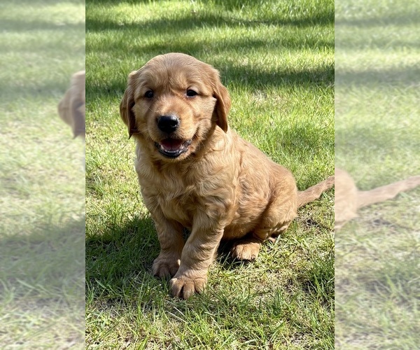 Medium Photo #5 Golden Retriever Puppy For Sale in FAIR HAVEN, MI, USA