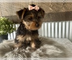 Small #5 Yorkshire Terrier