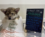 Small Photo #6 Pomsky-Shiba Inu Mix Puppy For Sale in NASHUA, NH, USA