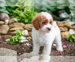 Small #4 Poodle (Miniature)