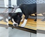 Small #3 Boston Terrier