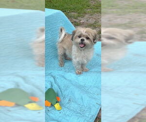 Shih Tzu Dogs for adoption in Weston, FL, USA