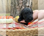 Small #14 Goldendoodle
