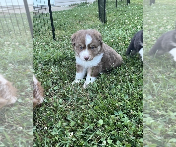 Medium Photo #3 Miniature Australian Shepherd Puppy For Sale in CHILHOWIE, VA, USA