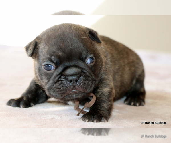Medium Photo #3 French Bulldog Puppy For Sale in WINNSBORO, TX, USA