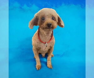 Poodle (Toy) Dogs for adoption in St. Louis Park, MN, USA