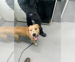 Small Labrador Retriever